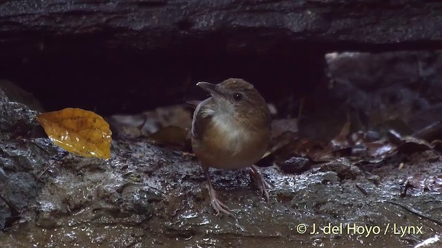 Abbott's Babbler - ML201501611