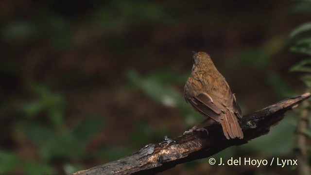 Abbott's Babbler - ML201501621