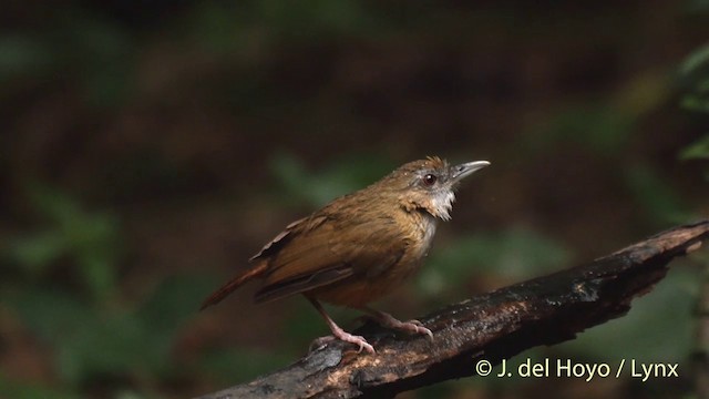 Abbott's Babbler - ML201501631