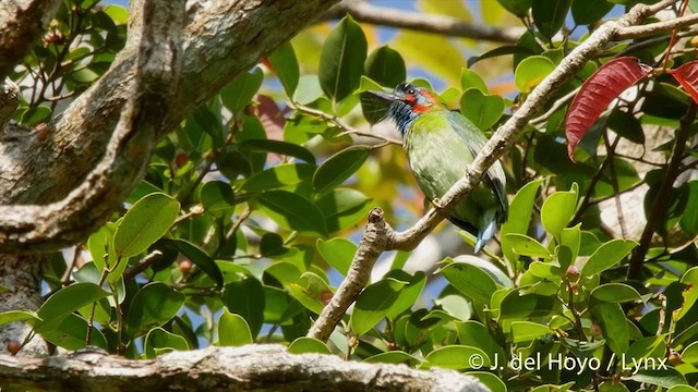 Blue-eared Barbet - ML201501671