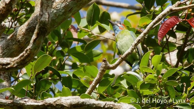 Mavi Kulaklı Barbet - ML201501681