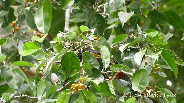 Great Barbet - ML201501691