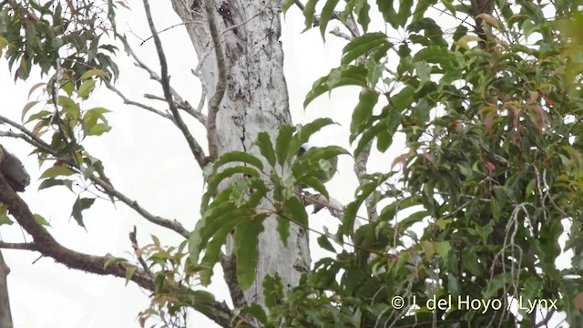 Great Barbet - ML201501701