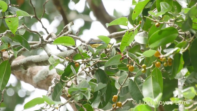 Great Barbet - ML201501711