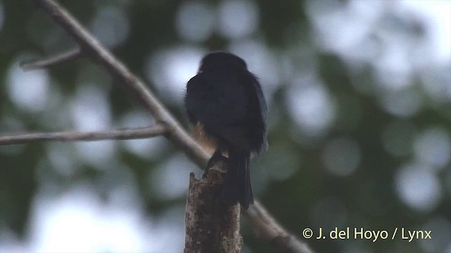 Black-thighed Falconet - ML201501731