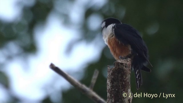 Black-thighed Falconet - ML201501741