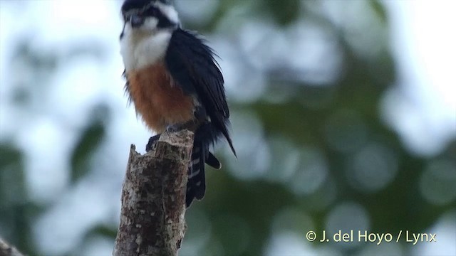 Black-thighed Falconet - ML201501751