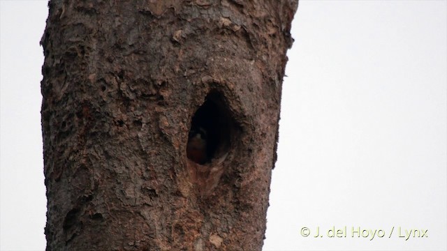 Black-thighed Falconet - ML201501771