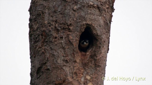 Black-thighed Falconet - ML201501781