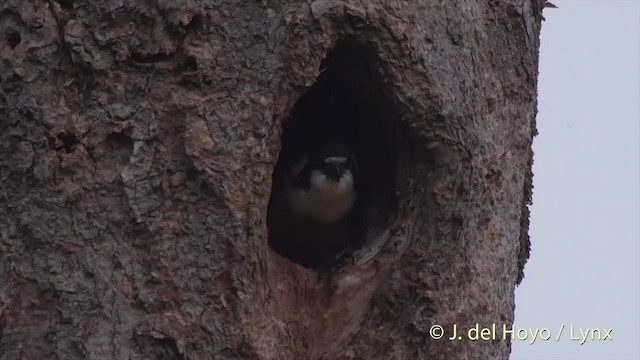 モモグロヒメハヤブサ - ML201501791