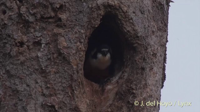 Black-thighed Falconet - ML201501791