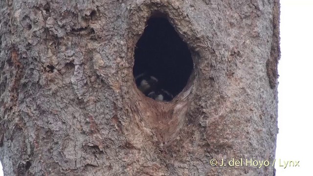 Black-thighed Falconet - ML201501811