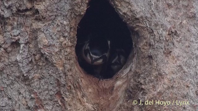 Black-thighed Falconet - ML201501821