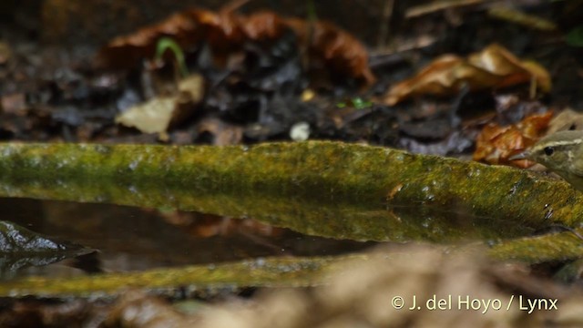 Pale-legged Leaf Warbler - ML201501901