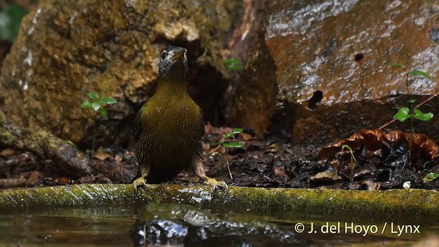 Streak-breasted Woodpecker - ML201501921