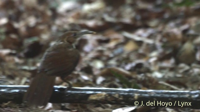 Large Scimitar-Babbler - ML201501931