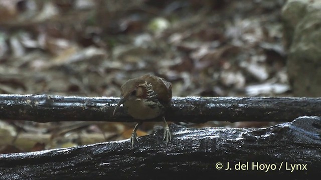 Large Scimitar-Babbler - ML201501941