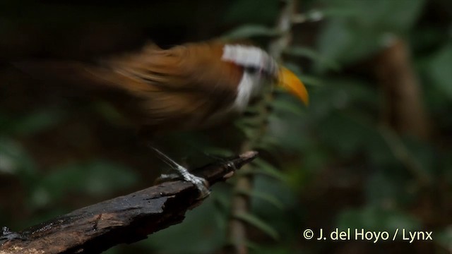 White-browed Scimitar-Babbler - ML201501951