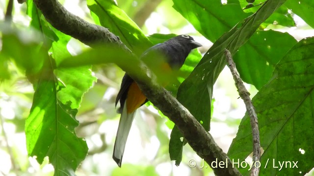 White-tailed Trogon - ML201501981