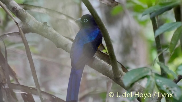 White-tailed Trogon - ML201501991