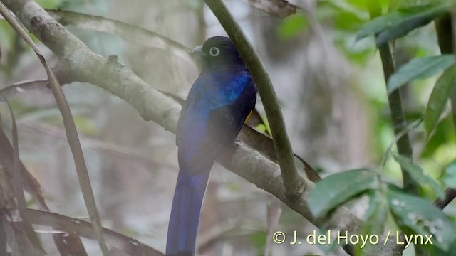 White-tailed Trogon - ML201501991