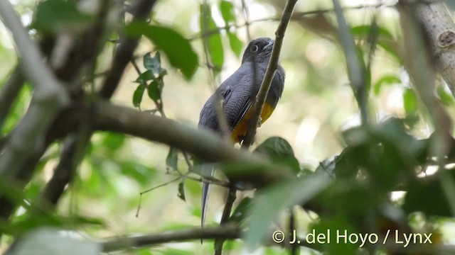 White-tailed Trogon - ML201502001