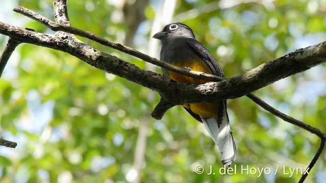 Ak Kuyruklu Trogon - ML201502011