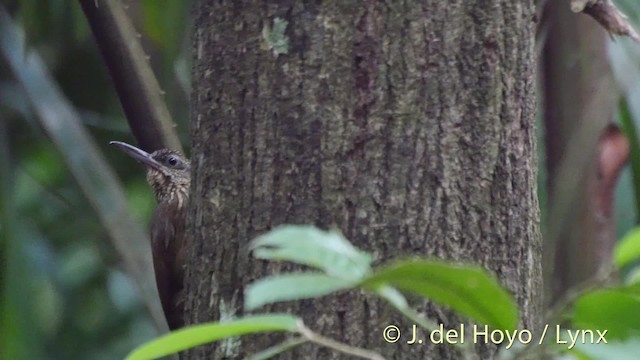 Cocoa Woodcreeper (Lawrence's) - ML201502051