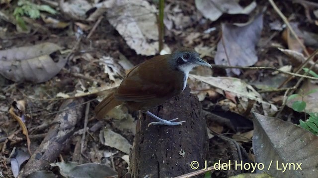 Bicolored Antbird - ML201502081