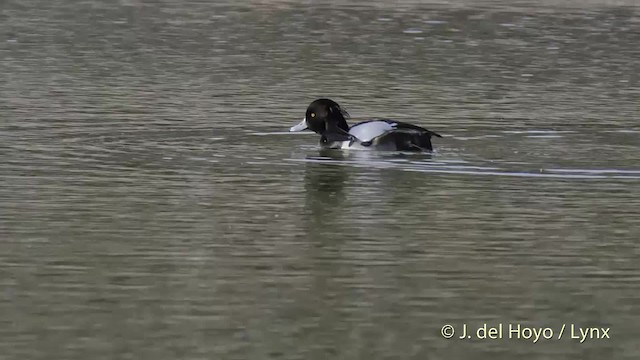 鳳頭潛鴨 - ML201502091