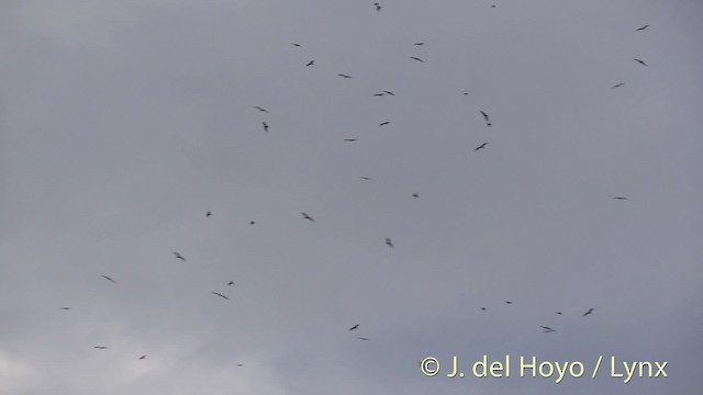 Lesser Frigatebird (Lesser) - ML201502151