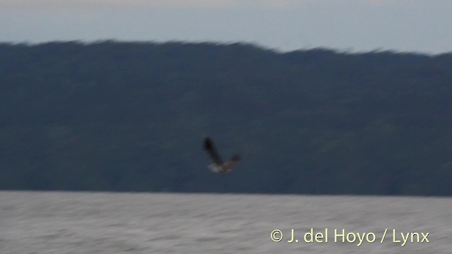 White-bellied Sea-Eagle - ML201502171