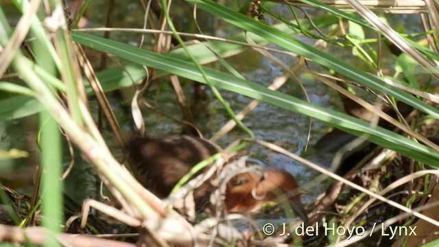 White-throated Crake (Rufous-faced) - ML201502201