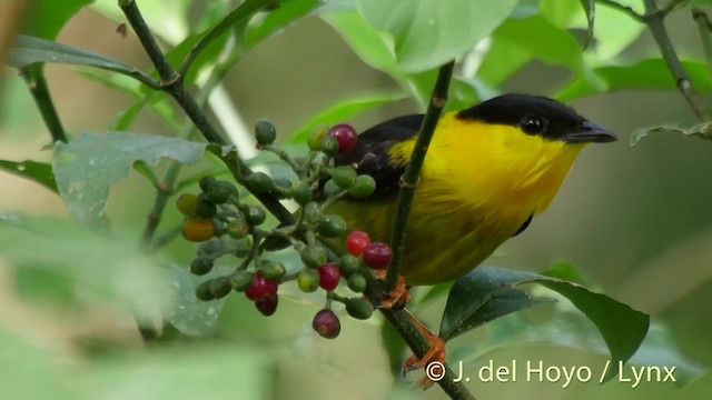 Golden-collared Manakin - ML201502211