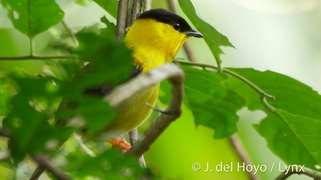 Golden-collared Manakin - ML201502221