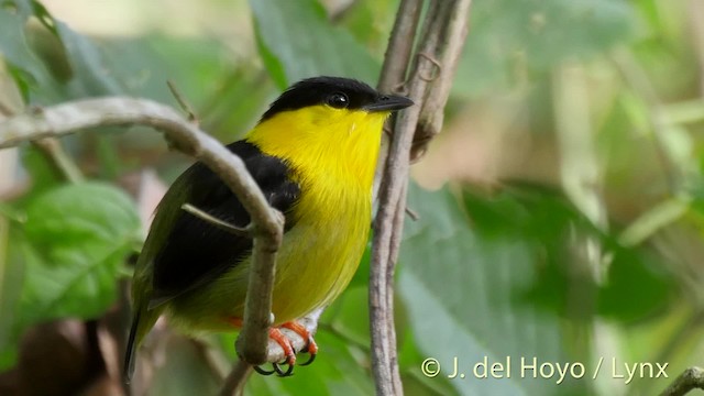 Golden-collared Manakin - ML201502231