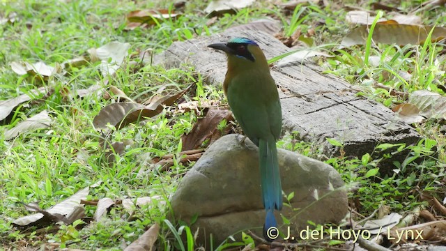 Rötelbauchmotmot [subrufescens-Gruppe] - ML201502241