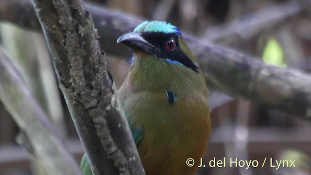 Kızılca Motmot [subrufescens grubu] - ML201502251