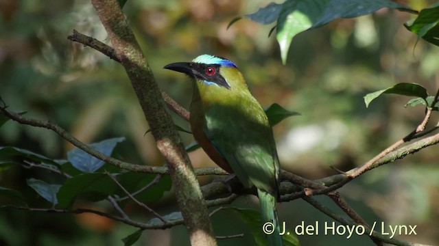 Motmot caraïbe (groupe subrufescens) - ML201502261