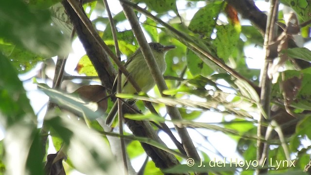 ミナミカマハシタイランチョウ - ML201502271