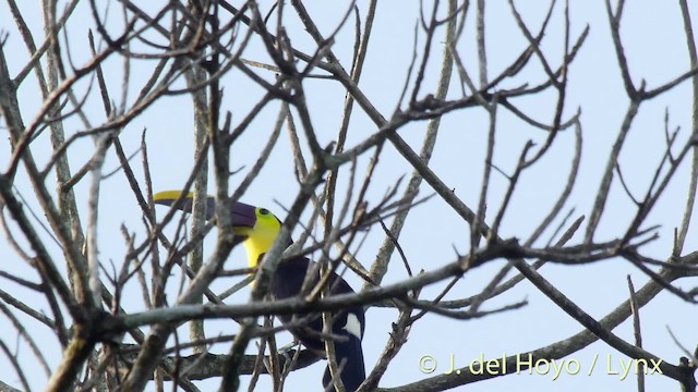 Yellow-throated Toucan (Chestnut-mandibled) - ML201502281