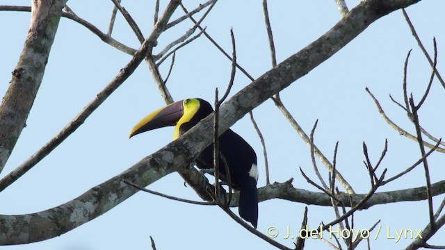 Tucán Pechigualdo (swainsonii) - ML201502291