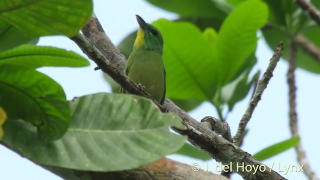 Green Shrike-Vireo - ML201502301