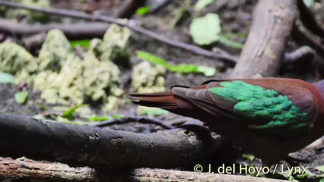 Palomita Esmeralda Dorsiparda - ML201502311