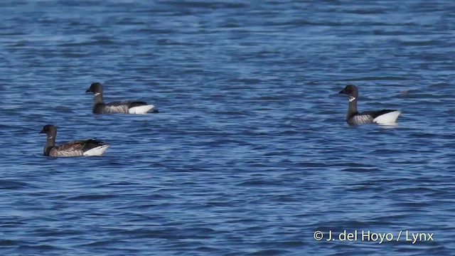 Brant (Dark-bellied) - ML201502341