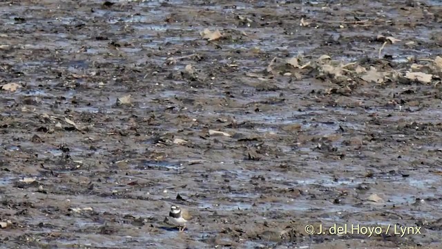 Common Ringed Plover - ML201502361