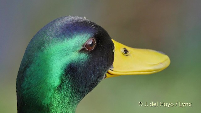 Canard colvert - ML201502391