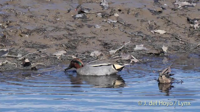 Green-winged Teal (Eurasian) - ML201502431