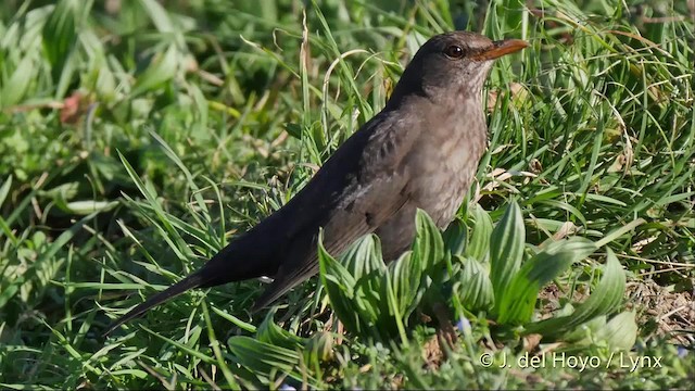 Eurasian Blackbird - ML201502511