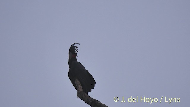 Cacatúa Enlutada - ML201502531